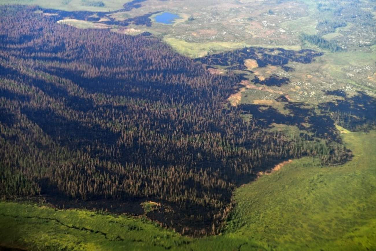 Леса Красноярского Края Фото