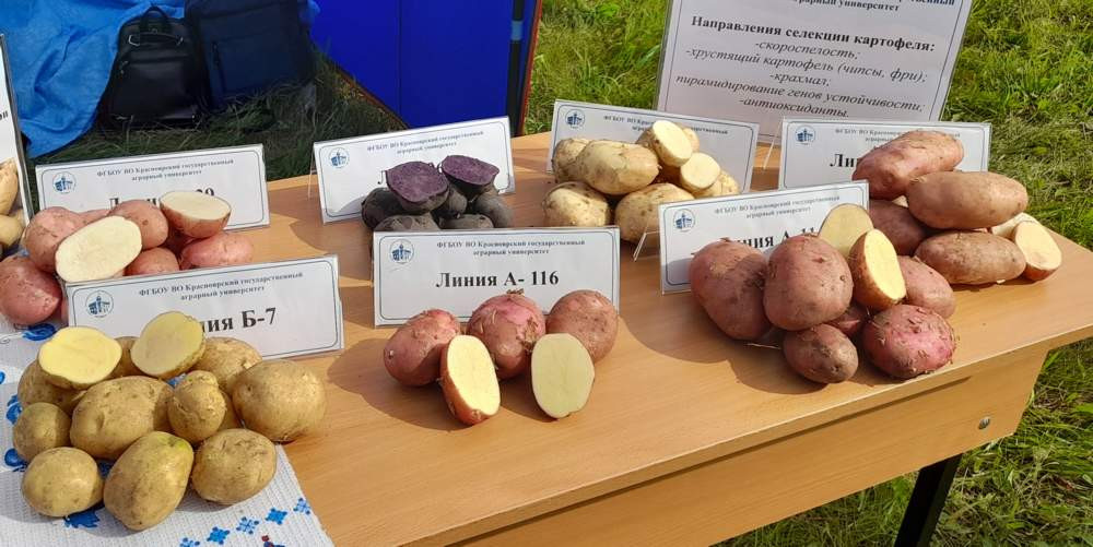 Специалисты советуют, что нужно учитывать при выборе семян картофеля.Красноярский рабочий