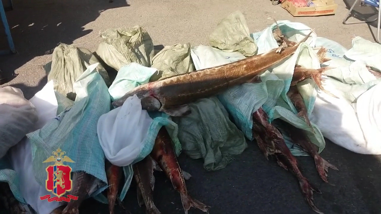 Ценный "улов" с красноярского городского рынка