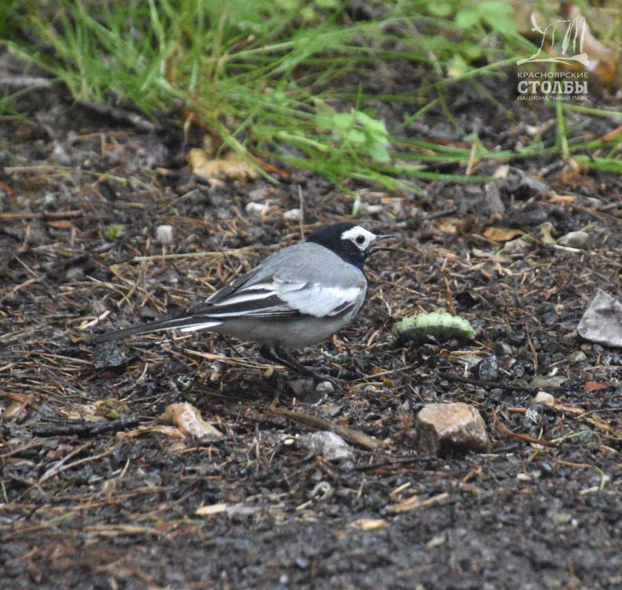 На Столбах трясогузка свила гнездо в лесопожарном комплексе "Агромаш ...