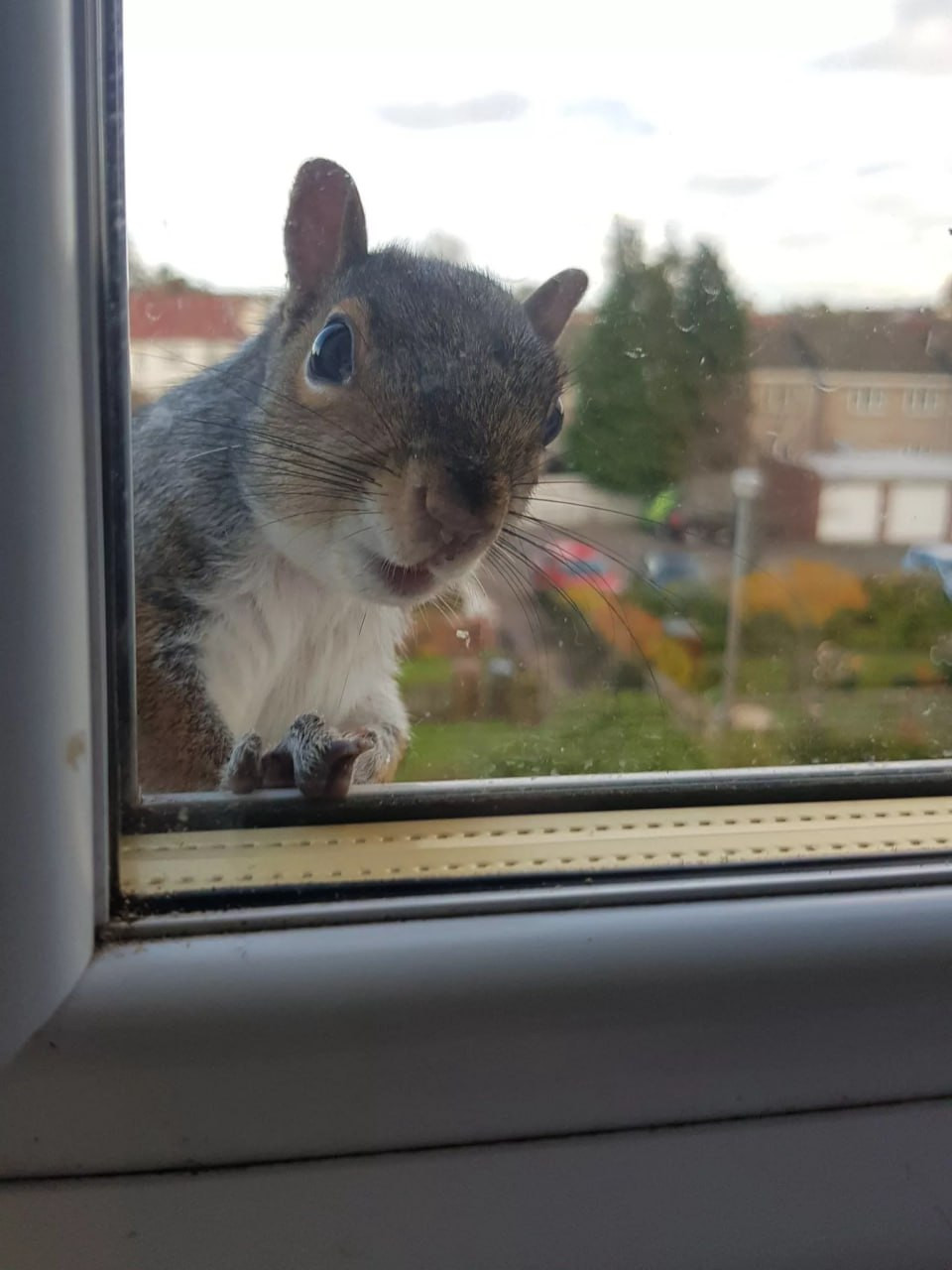 Красраб. Сибирский новостной портал