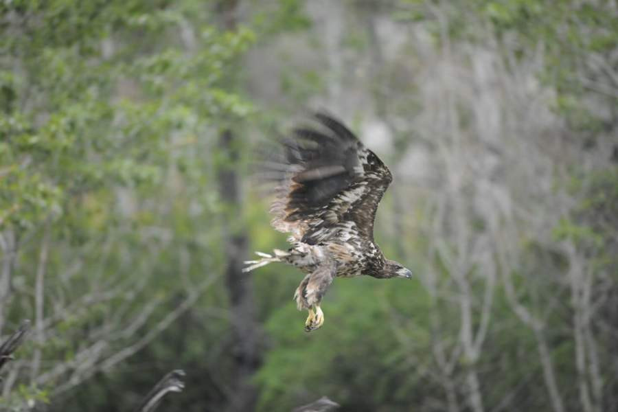 В Саянах беркут обитает в долинах рек, лиственничных лесостепях и ...