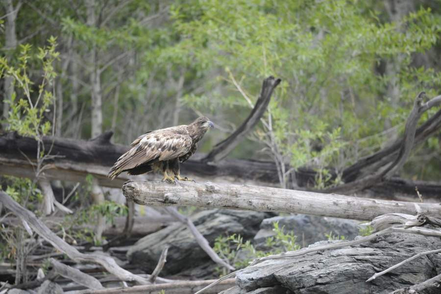 В Саянах беркут обитает в долинах рек, лиственничных лесостепях и ...