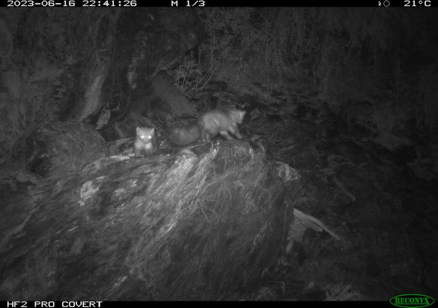 Фоторегистраторы запечатлели ночную прогулку каменной куницы ...