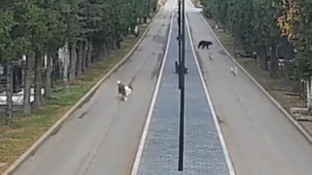 Красраб. Сибирский новостной портал