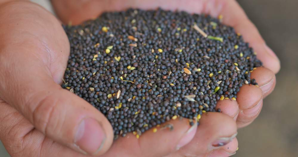 Красраб. Сибирский новостной портал