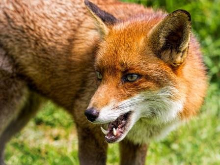 Красраб. Сибирский новостной портал