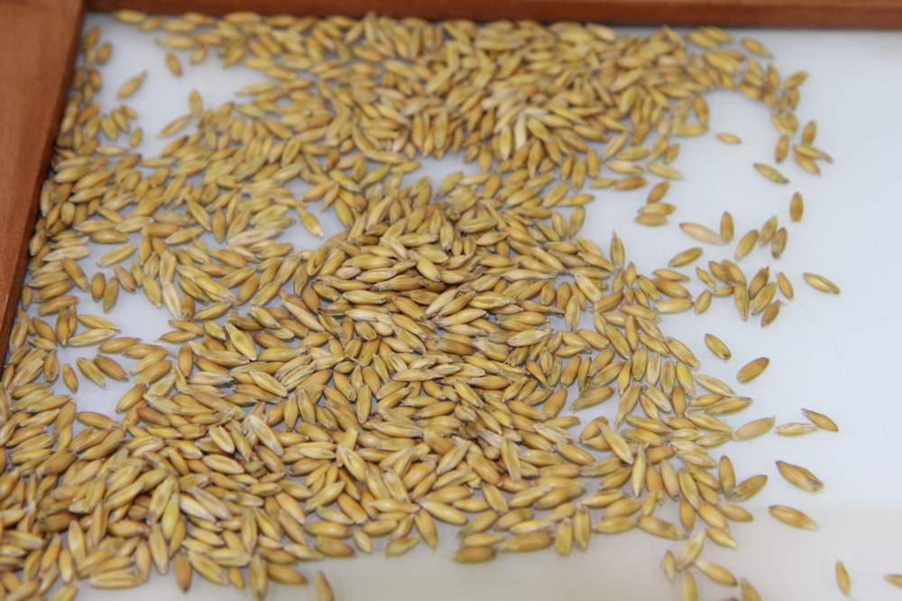 Красраб. Сибирский новостной портал