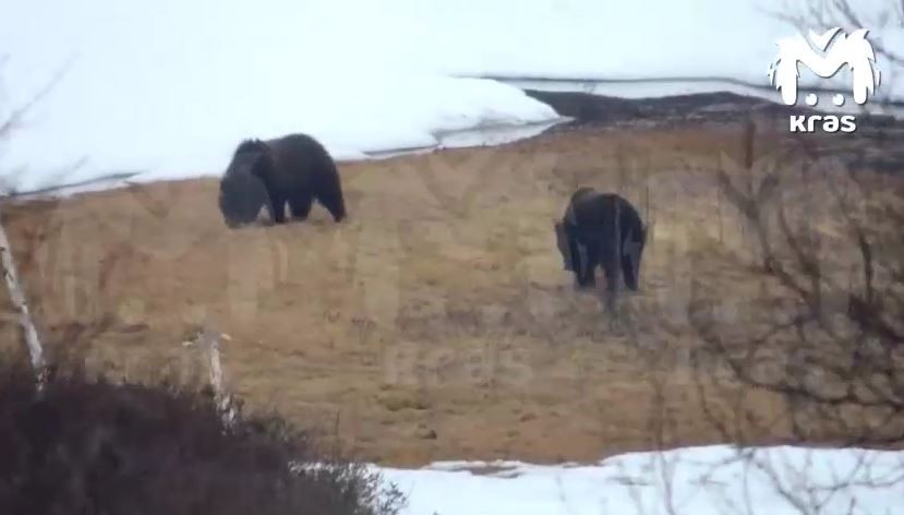 Красраб. Сибирский новостной портал