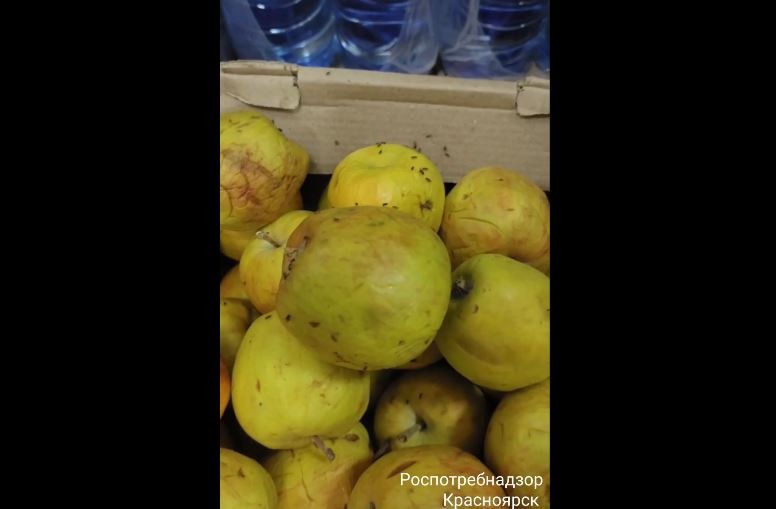 Красраб. Сибирский новостной портал