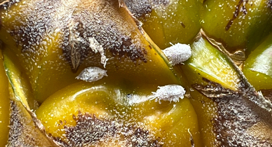 Красраб. Сибирский новостной портал