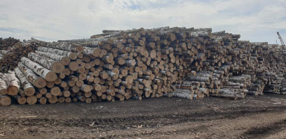 Берёзовый лес-кругляк, который так и не дождался отправки в Китай- железнодорожный тупик ООО «Каймира» близ станции Чунояр
