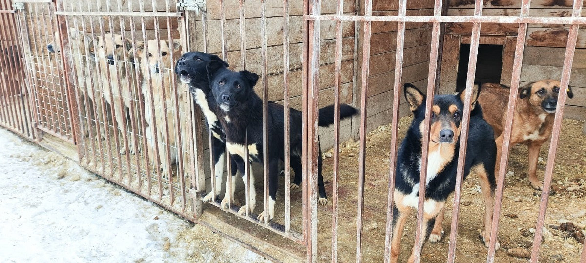 Красраб. Сибирский новостной портал