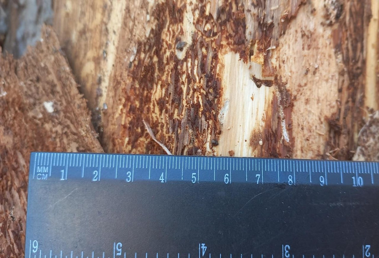 Красраб. Сибирский новостной портал