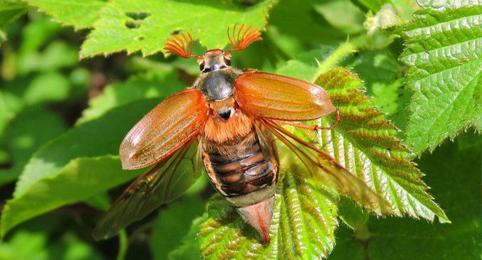 Красраб. Сибирский новостной портал