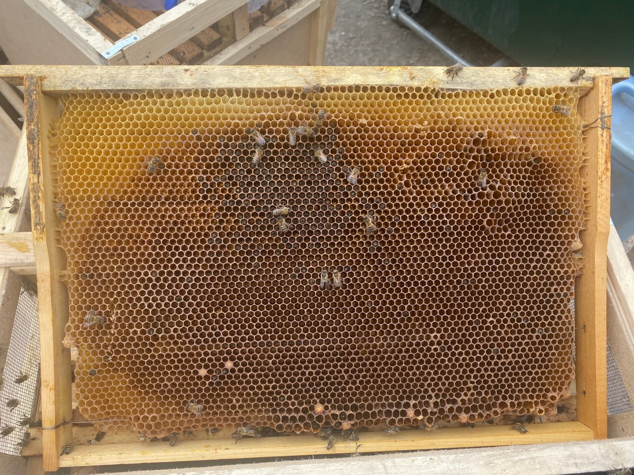 Красраб. Сибирский новостной портал