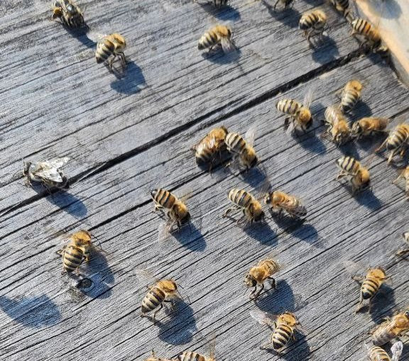 Красраб. Сибирский новостной портал