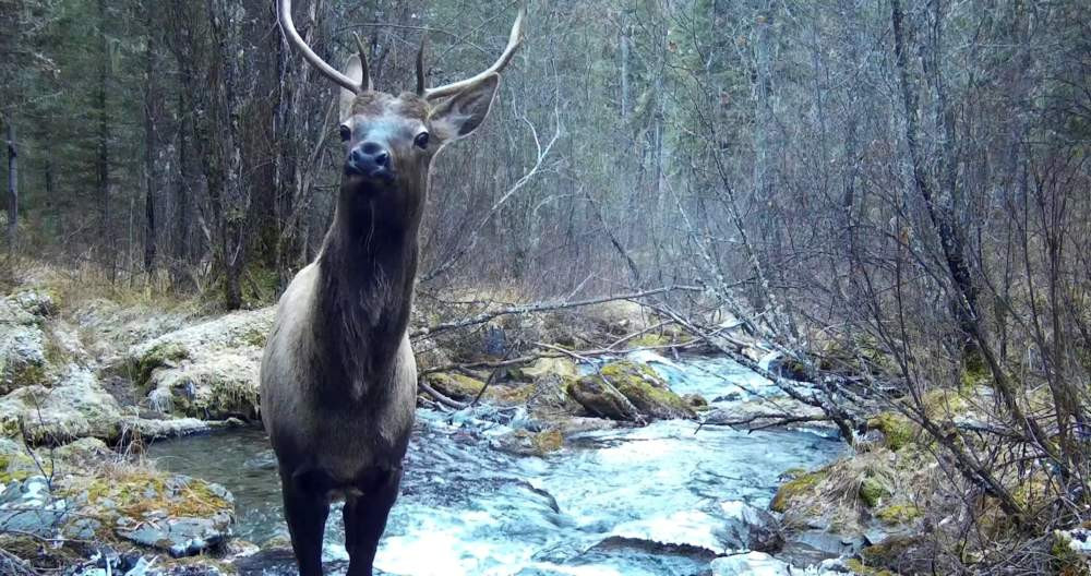 Камера автоматического фоторегистратора запечатлела посетителей горного ручья