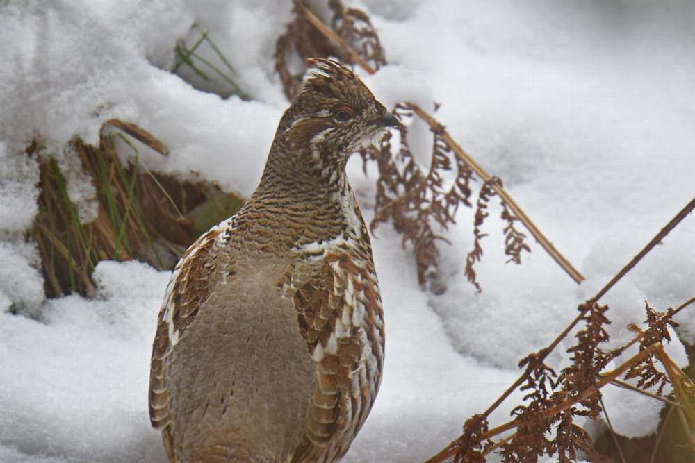 В национальном парке «Шушенский бор» рассказали, зачем птицы глотают камни