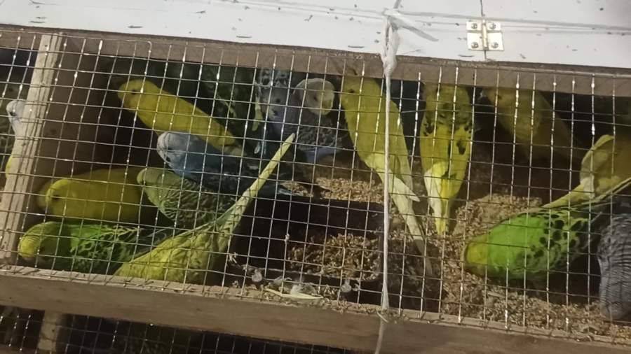 Красраб. Сибирский новостной портал