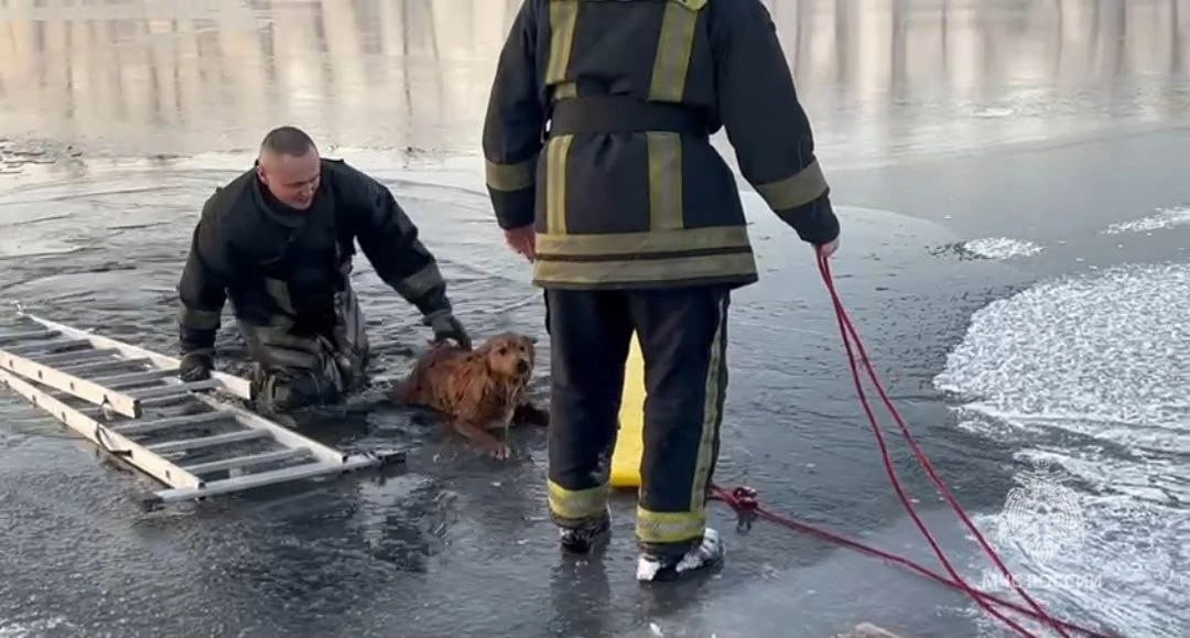 В Минусинске сотрудники МЧС спасли собаку, провалившуюся на тонком льду