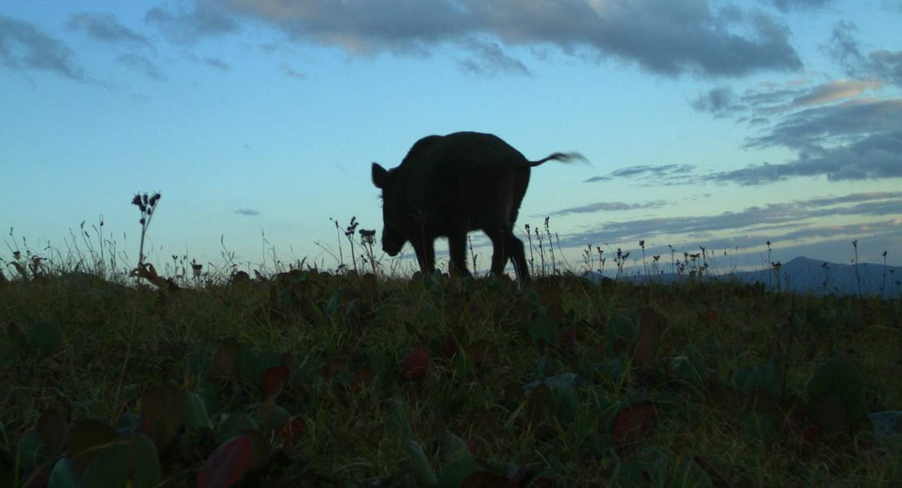 В Саяно-Шушенском заповеднике обитают около семи десятков кабанов ...