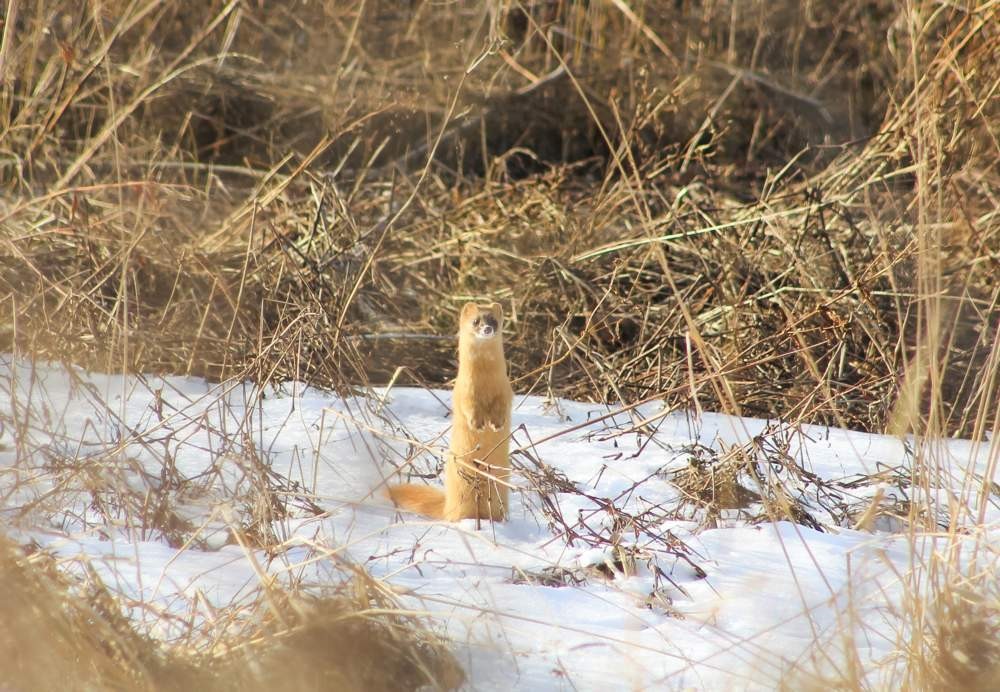 Красраб. Сибирский новостной портал
