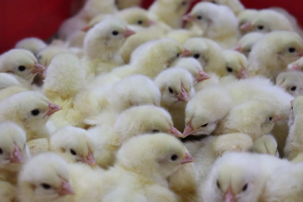 Красраб. Сибирский новостной портал