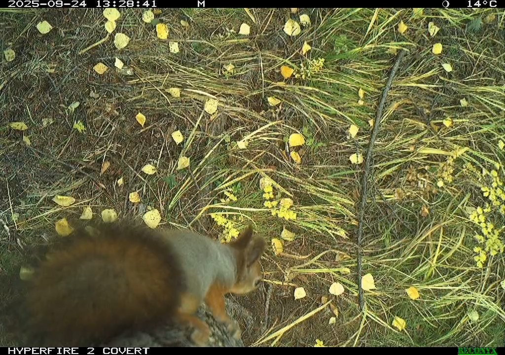 Косолапый обитатель Саян попробовал себя в роли видеооператора