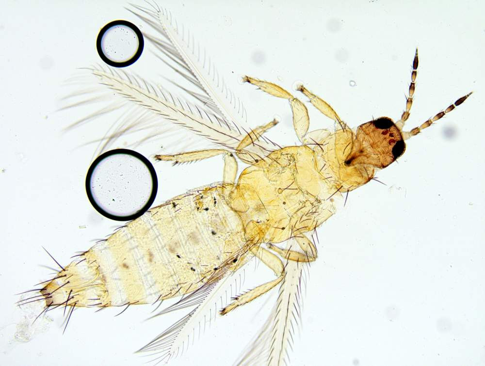 Красраб. Сибирский новостной портал