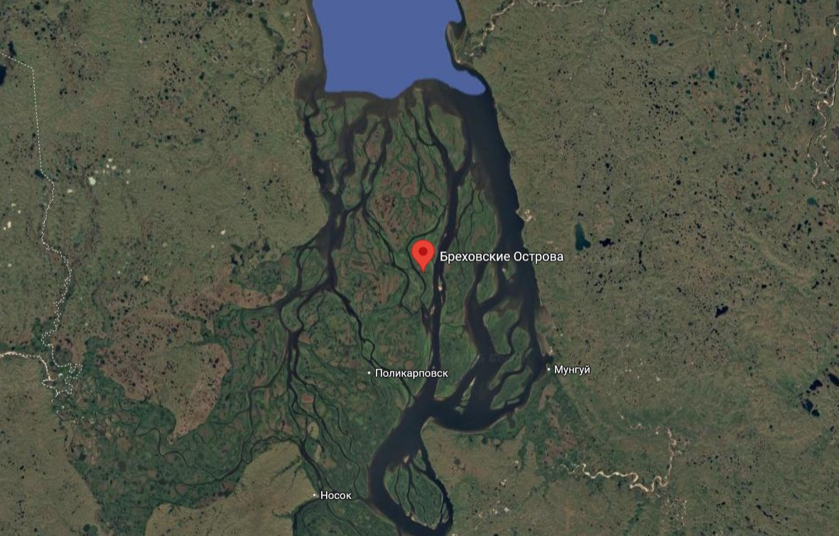 На Таймыре белый медведь напал на семью, ранив троих человек