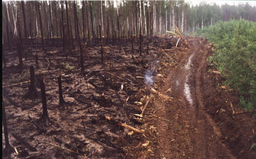 У просеки никитич осторожно выглянул из чащи. Заградительные минерализованные полосы. Противопожарные минерализованные полосы в лесу. Противопожарный ров в лесу. Противопожарные разрывы в лесу.