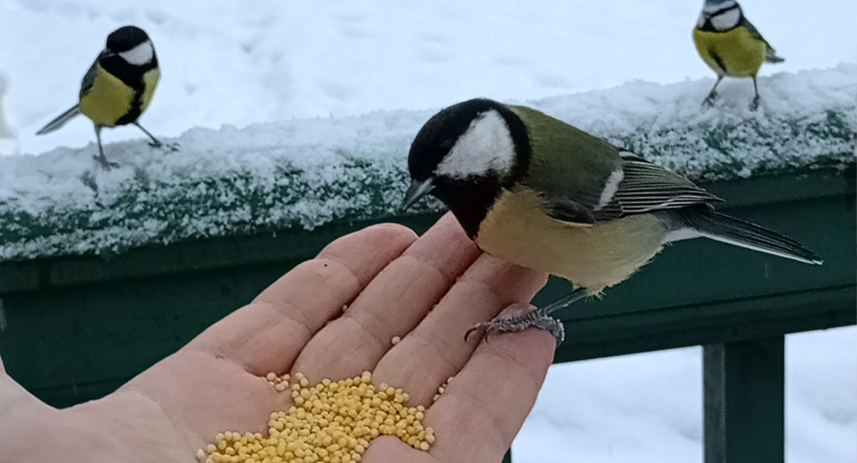 Красраб. Сибирский новостной портал