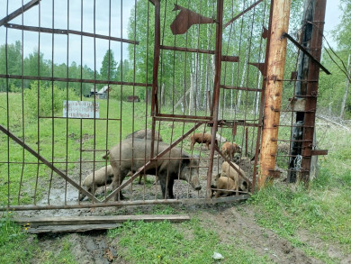 В Саянском районе по требованию прокурора в лесном массиве закрыта небольшая ферма