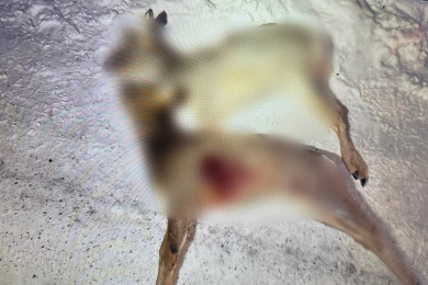 В Курагинском округе незаконно охотник застрелил двух косуль