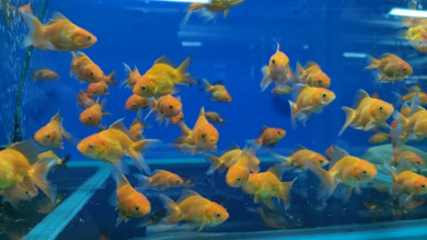 В Красноярск ввезена первая в этом году партия аквариумных рыбок из Таиланда