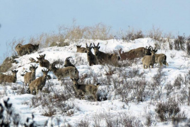 Козероги каждый день пасутся у южного кордона Саяно-Шушенского заповедника