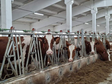 Красноярский край сохраняет лидирующие позиции по производству молока среди регионов Сибири