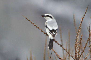 Редкая зимняя встреча с серым сорокопутом произошла в Горном кластере «Шушенского бора»