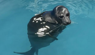 В Красноярске Россельхознадзор выдал предприятию лицензию на содержание нерп