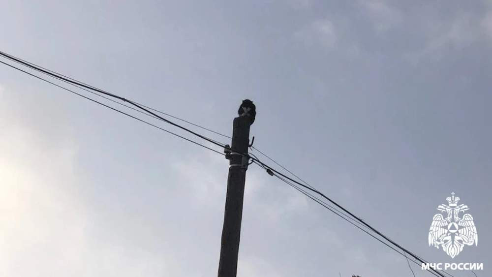 В Кузбассе сотрудники МЧС спасли кошку из зоны электрориска