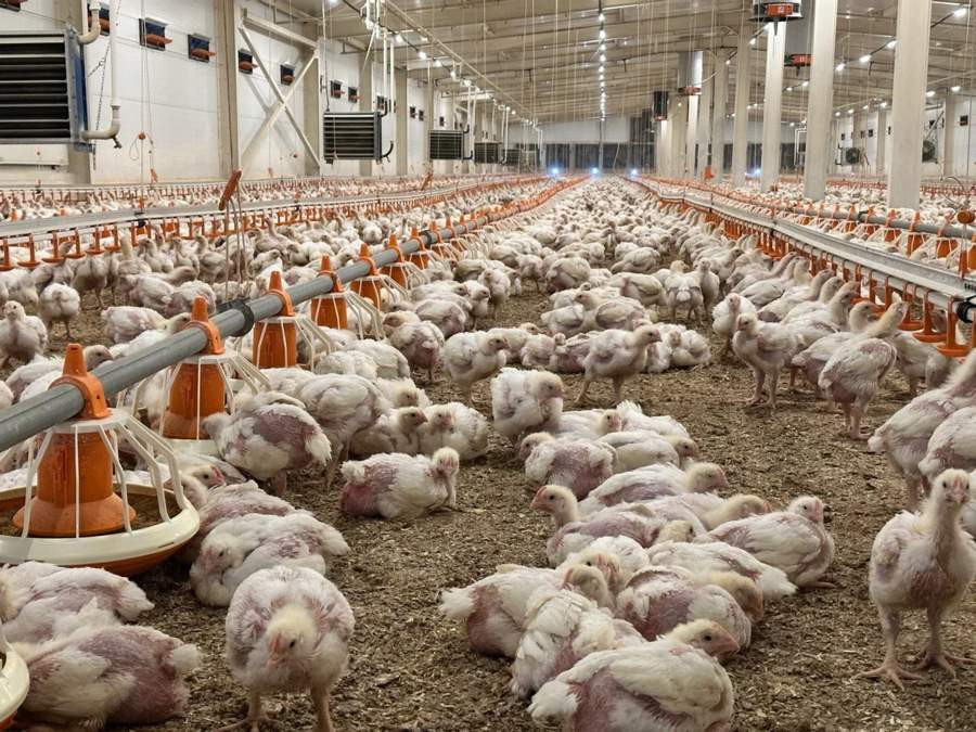 Красраб. Сибирский новостной портал