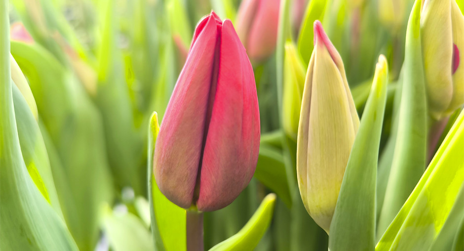 Красраб. Сибирский новостной портал