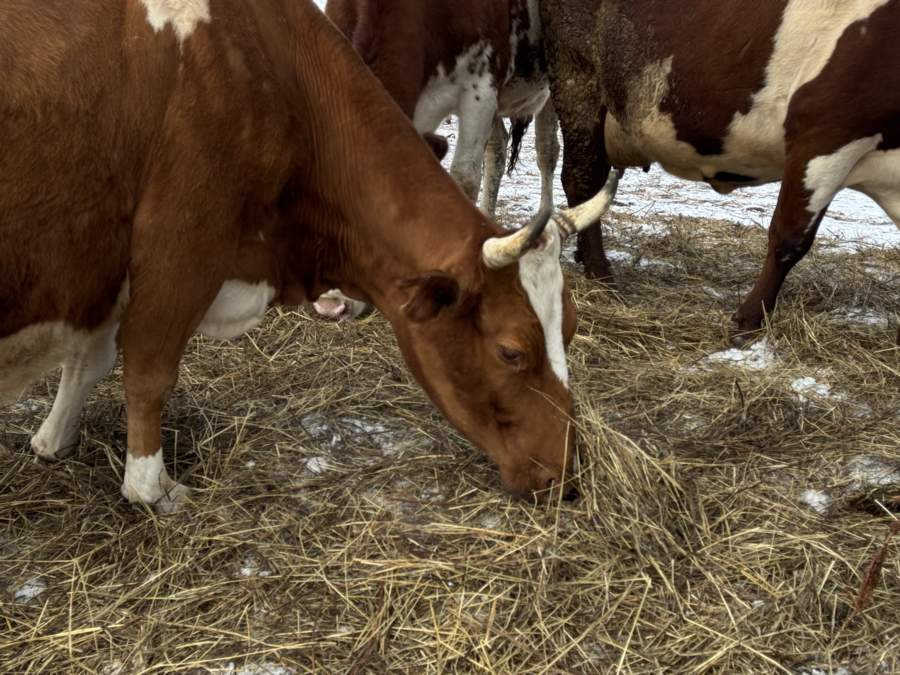 Красраб. Сибирский новостной портал