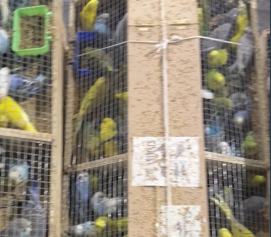 Красраб. Сибирский новостной портал