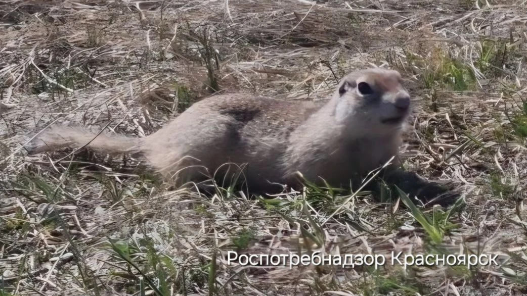 Красраб. Сибирский новостной портал