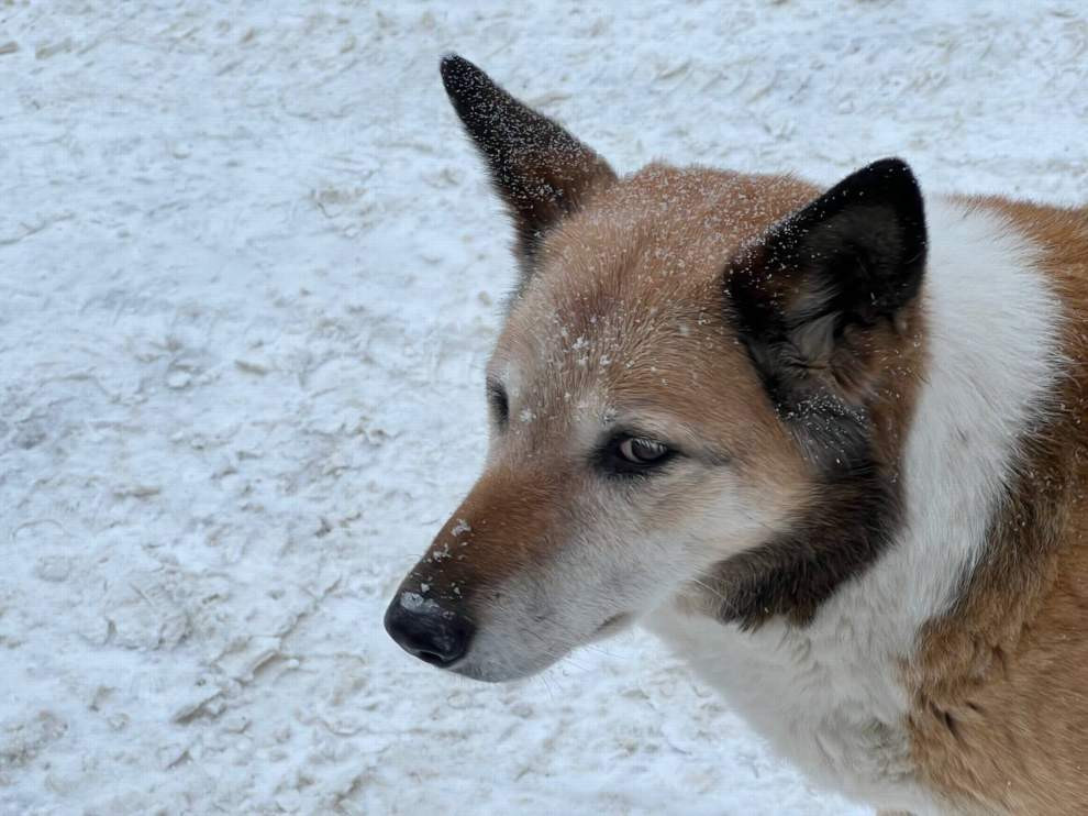 Красраб. Сибирский новостной портал