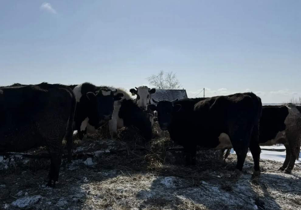 Красраб. Сибирский новостной портал