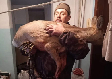 В Назарове сотрудник полиции и охотовед спасли запрыгнувшую в квартиру косулю