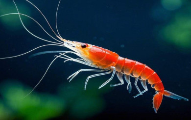 Что такое криль и чем он полезен для здоровья человека?